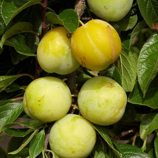 Pruimenboom 'Reine Claude d'Oullins' halfstam (zelfbestuivend)